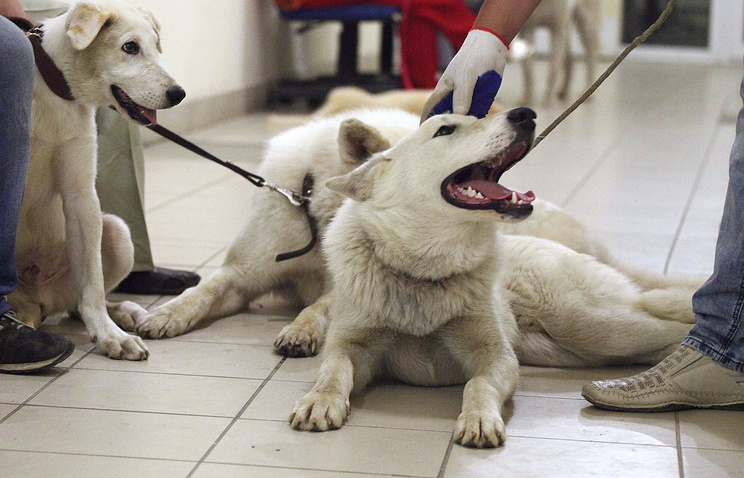 В Сибири намерены восстановить популяцию якутской охотничьей лайки