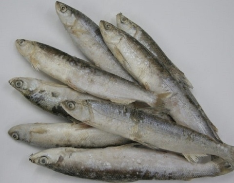 Почему по Лене не поднимается ряпушка и омуль: учёные провели исследования