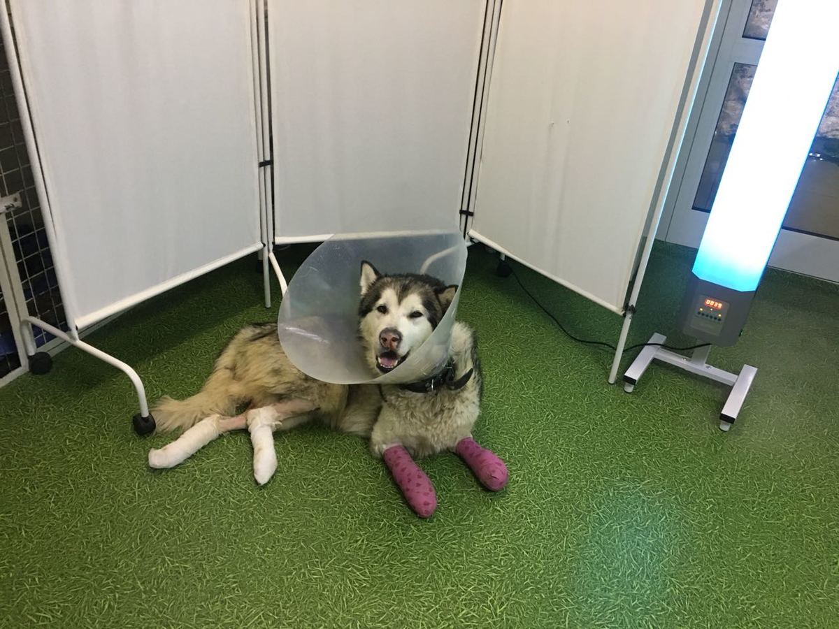 Мирнинскому маламуту Руте ампутируют не только лапы, но и хвост