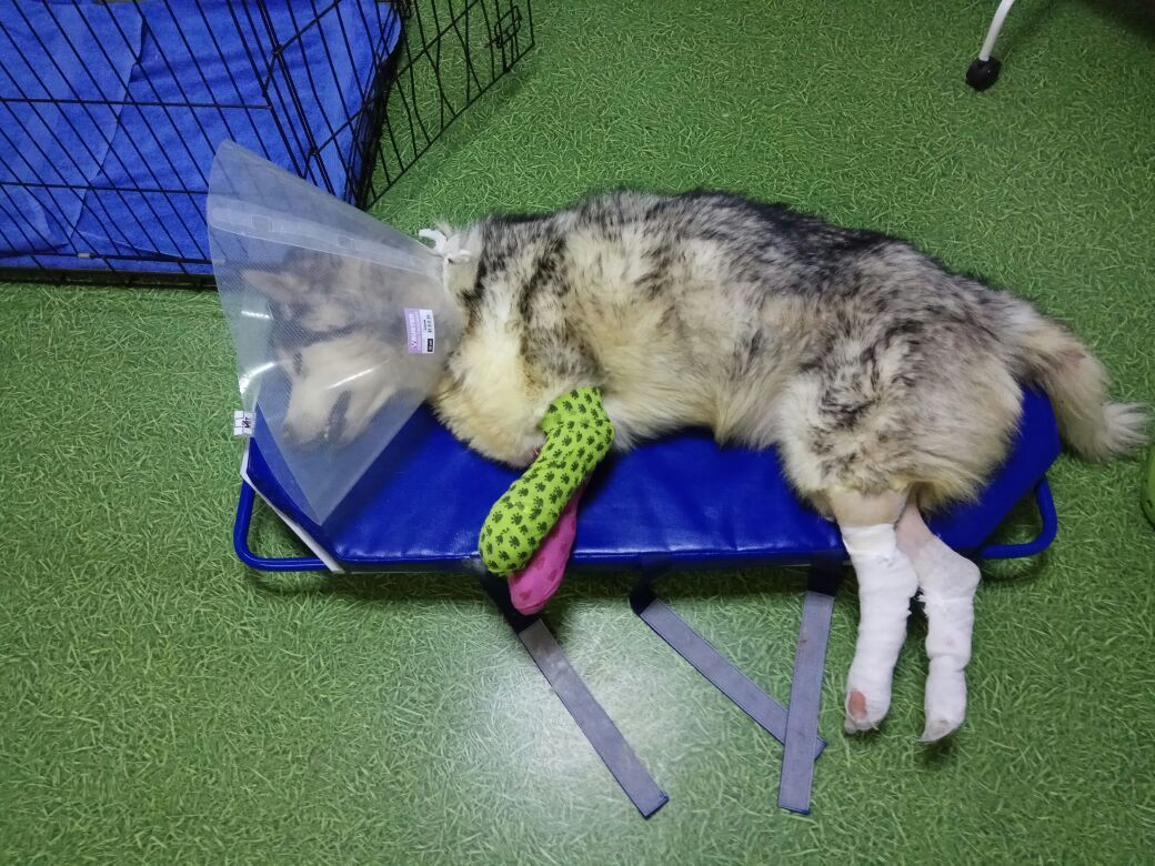 Маламуту Руте из Мирного решено ампутировать все четыре лапки