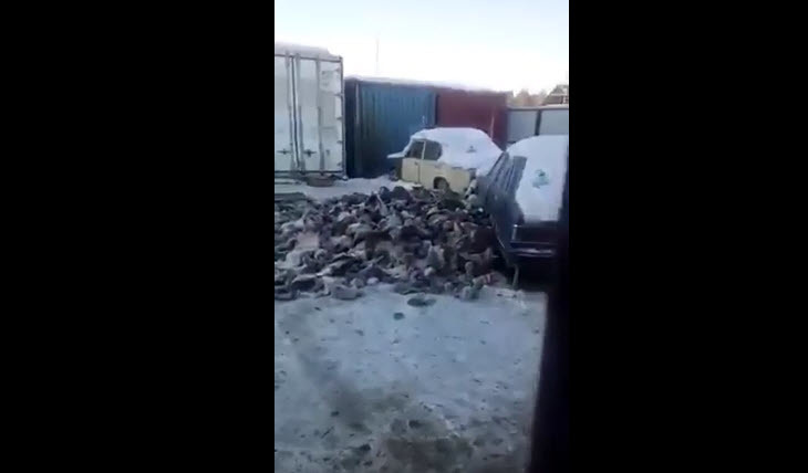 На Сергеляхском шоссе в Якутске собаки растаскивают шкуры животных (видео)