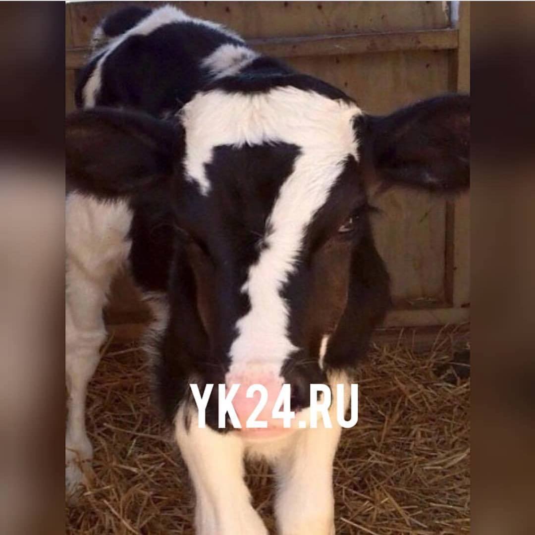 Фотофакт: В Якутии родился телёнок с цифрой 7