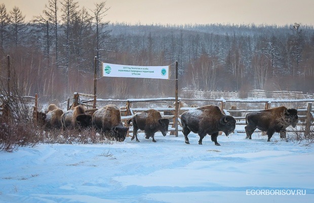 Егор Борисов предложил включить лесного бизона в список фауны Российской Федерации