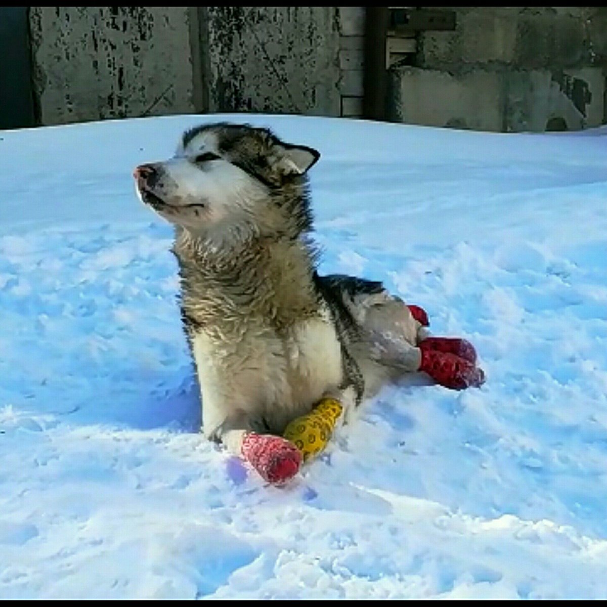 Маламут Рута из Мирного радуется жизни несмотря на ампутированные лапки