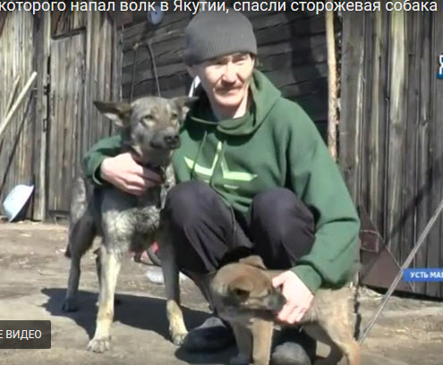 Кочегара, на которого напал волк в Якутии, спасли сторожевая собака и ее щенок