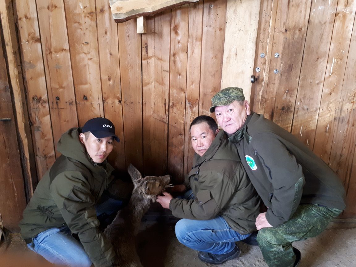 В центре Вилюйска обнаружена косуля