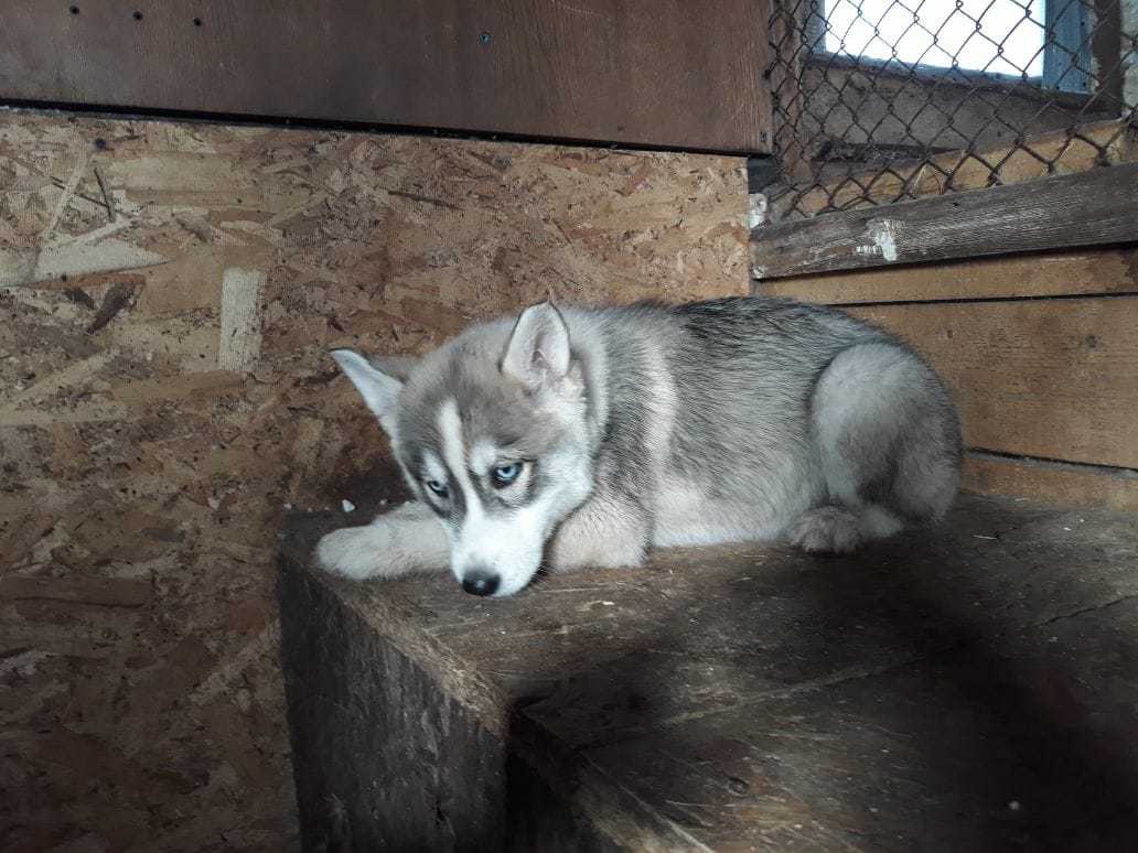 В Якутске хозяев питомника замучили звонками из-за фейкового объявления о щенке хаски