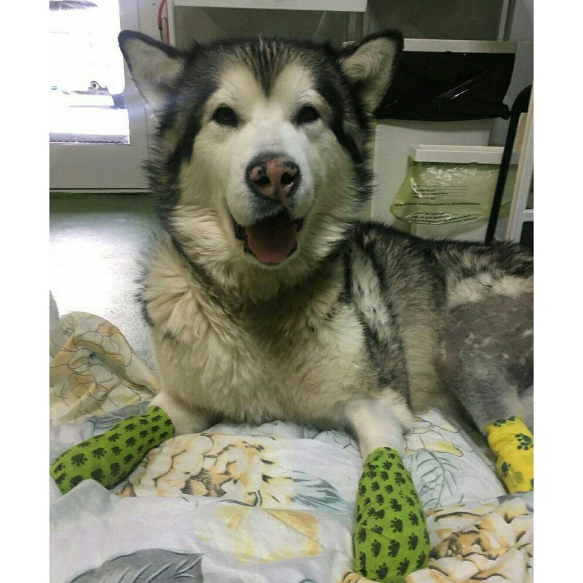 Для Руты, маламута с ампутированными лапками, волонтеры Якутии приобретают коляску