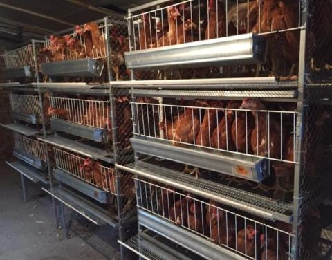 На Нюрбинской птицефабрике произошло обрушение батарей для клеточного содержания кур
