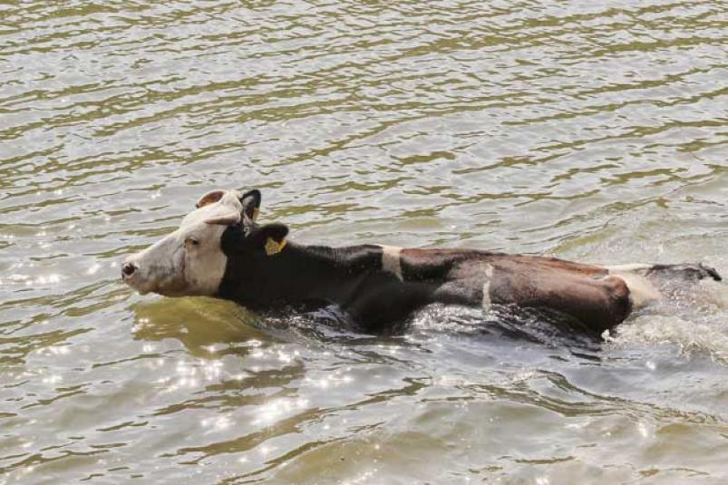 В Амгинском улусе утонули 10 коров и 9 лошадей
