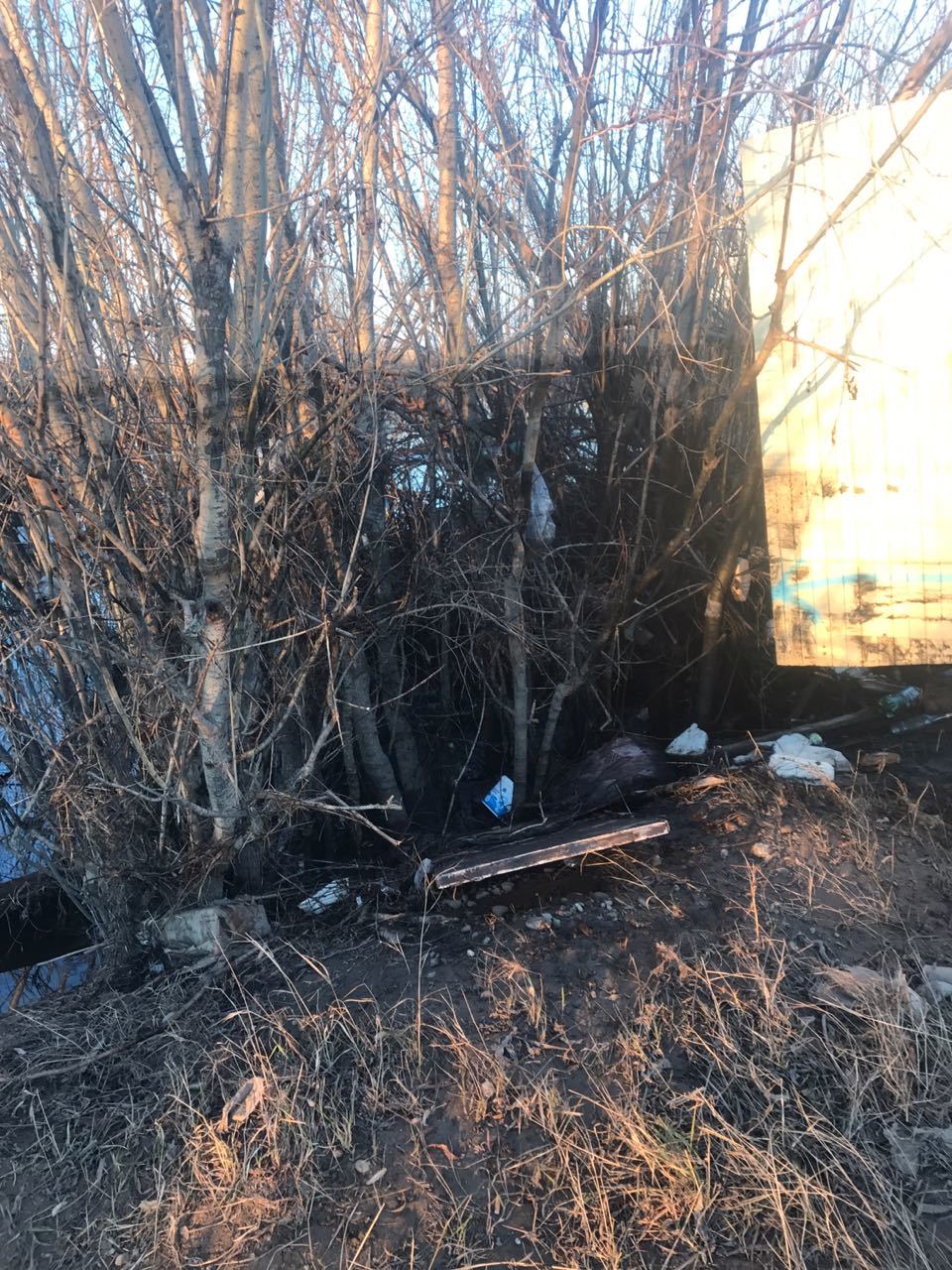 Черная полоса на деревьях. Вся земля и деревья в солярке