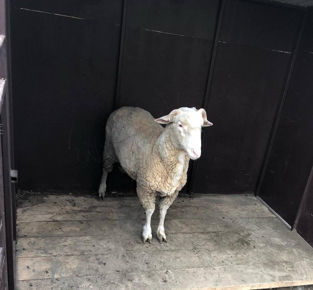 Живой барашек в новом ресторане Якутска смутил посетителей