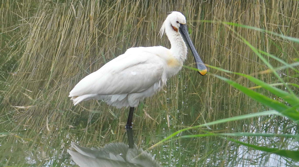 В Якутии найдена тушка уникальной птицы