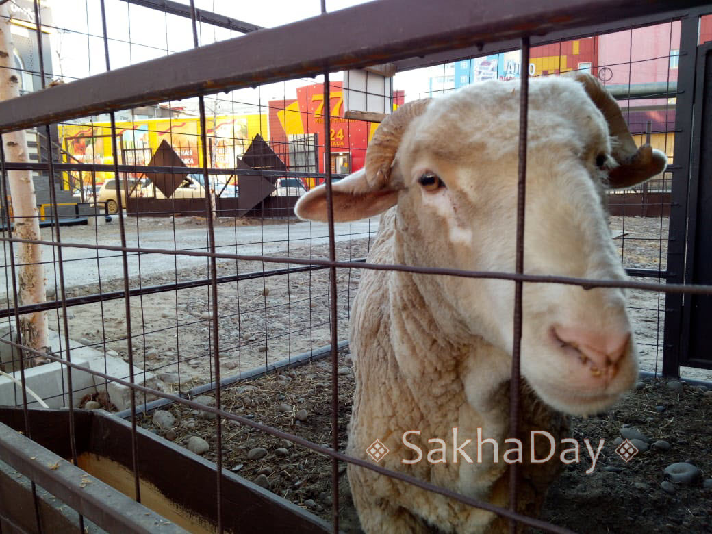 Впавший в депрессию барашек покинул ресторан Якутска