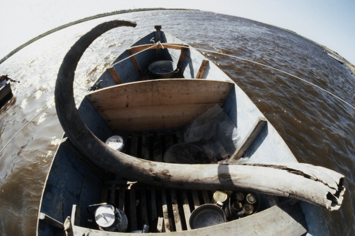 Добычу бивней мамонта поделят с китайцами