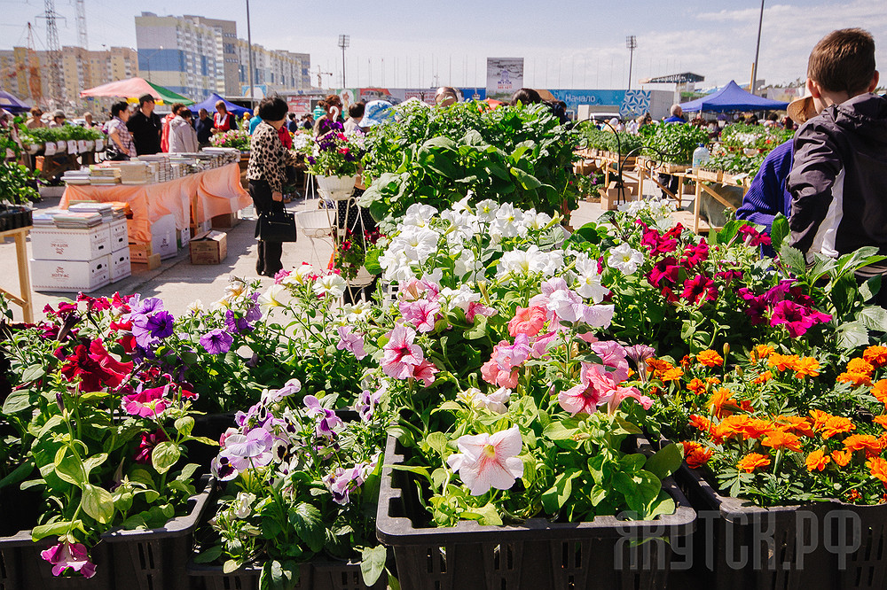 Год новаторства: в Якутске открылась выставка-ярмарка для дачников