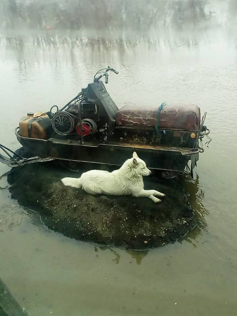 Фотофакт: Собака охраняет хозяйские вещи при эвакуации в Усть-Янске