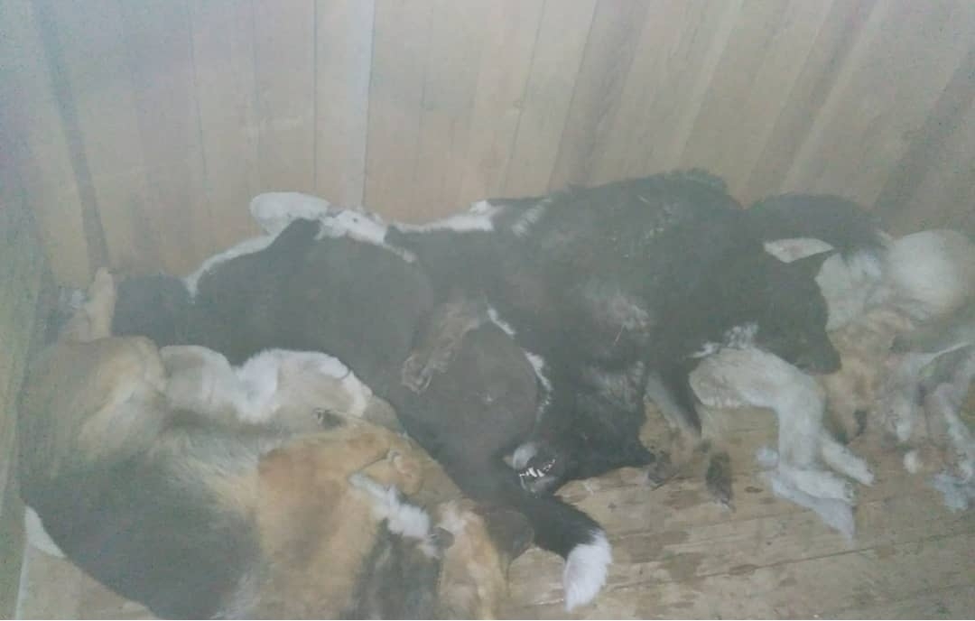 Проведена проверка в пункте передержки безнадзорных животных в Покровске