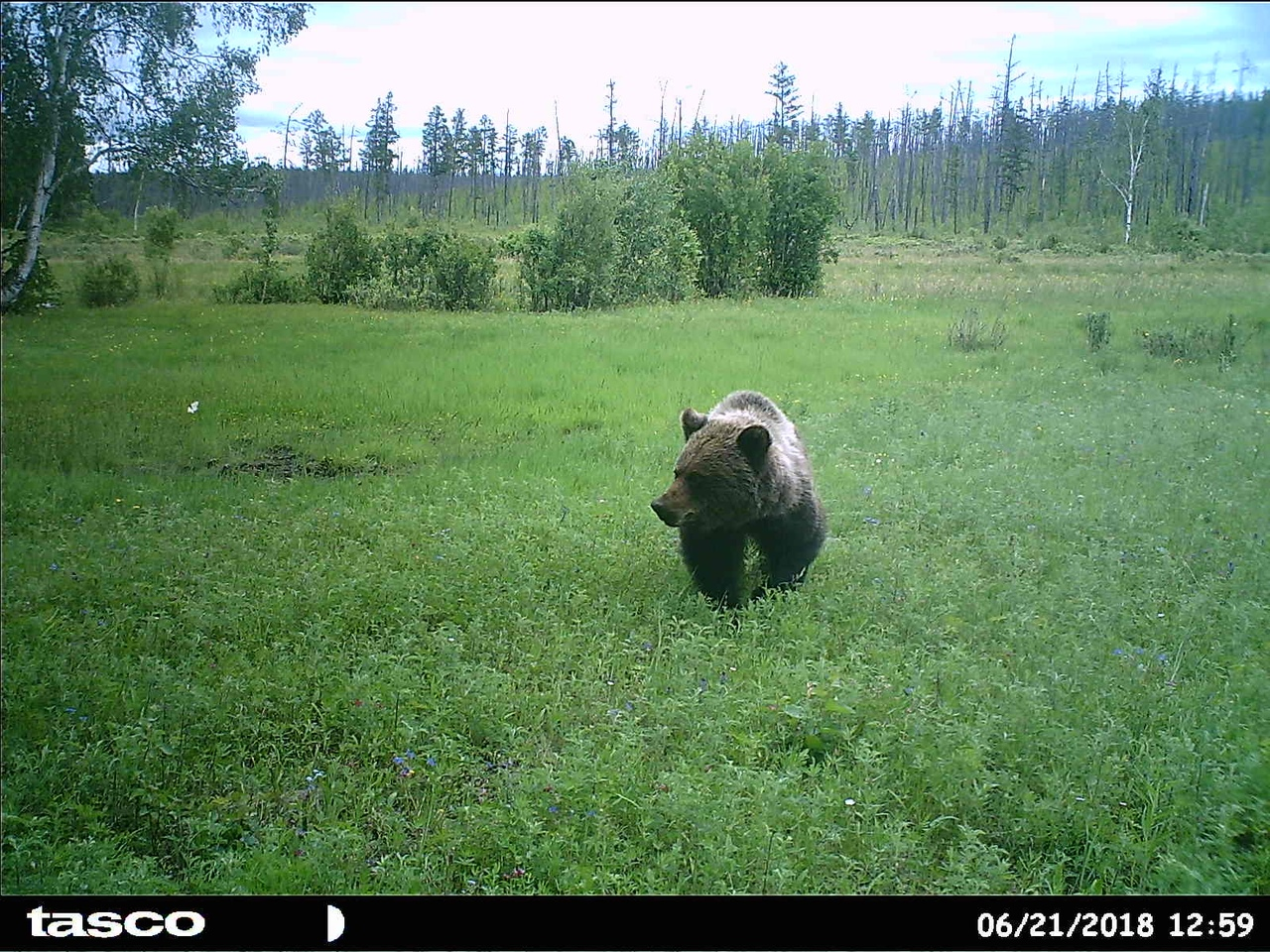 В Якутии в ресурсном резервате "Джероно" увеличивается численность животных