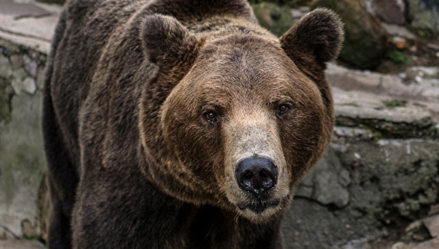 ФСБ предложила признать медведей стратегически важным ресурсом
