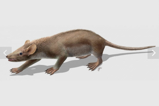 Палеонтологи нашли в Якутии два новых рода древних млекопитающих
