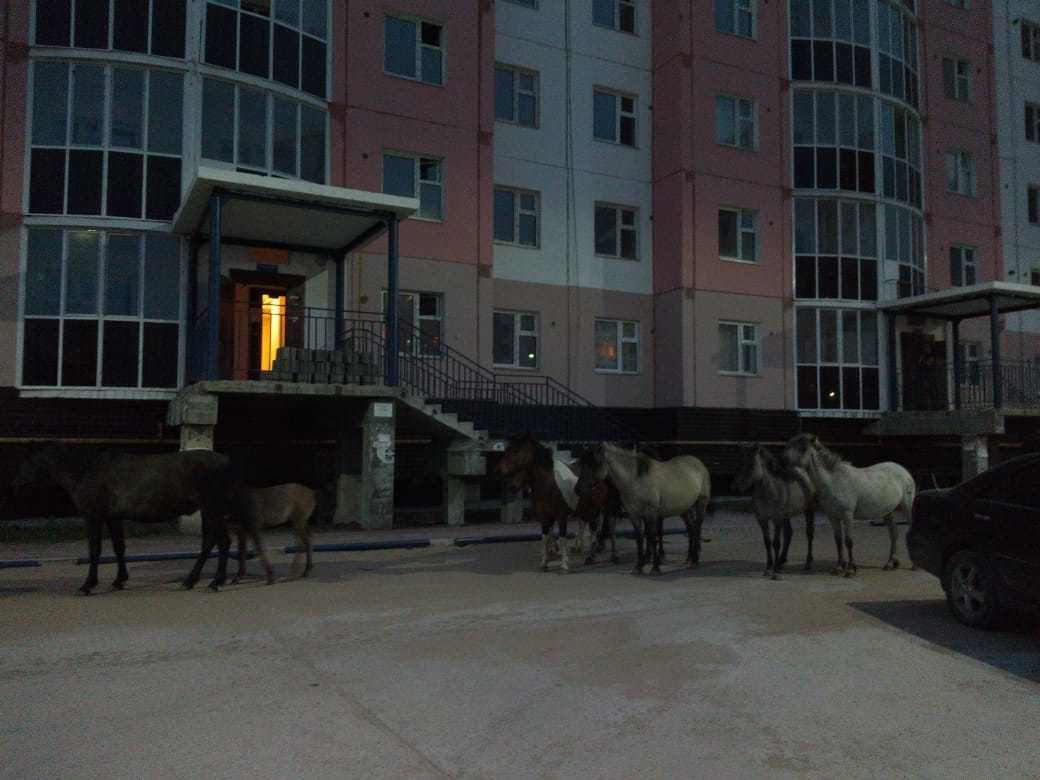 Фотофакт: лошади в Якутске