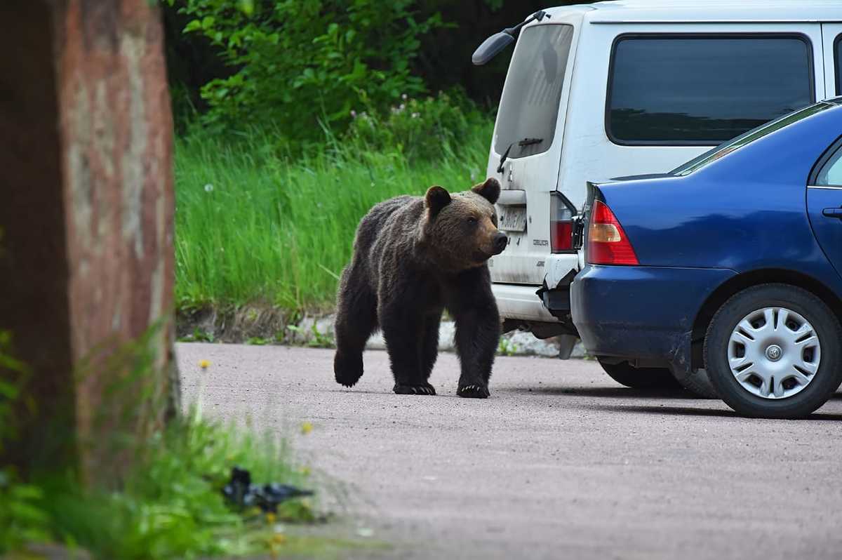 В Нерюнгри решили уничтожить медведей, которые вышли к людям