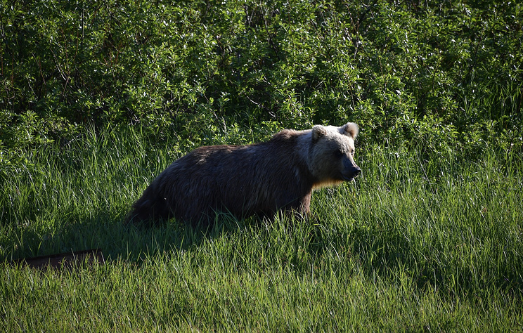 Детский лагерь в Якутии взяли под круглосуточное наблюдение после визита медведей