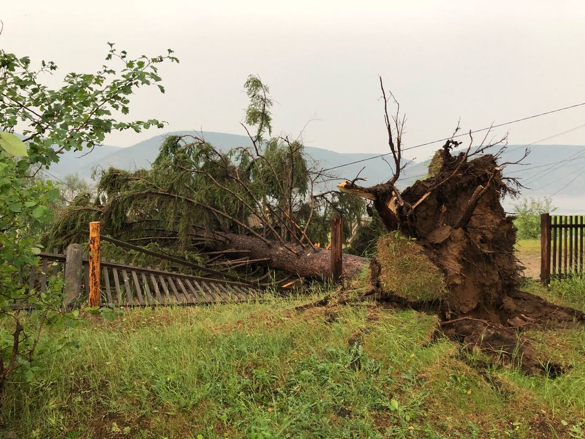 В якутском селе ураган с корнем выдрал вековое дерево