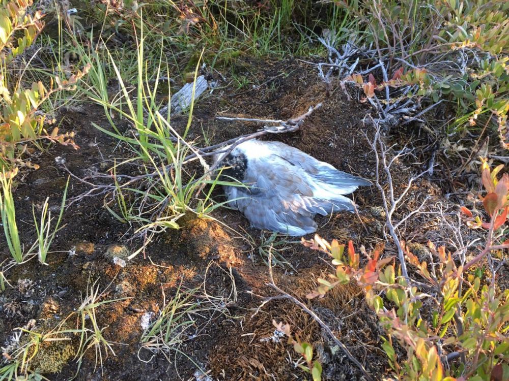 Минэкологии выясняет причины гибели птиц в Верхоянском районе
