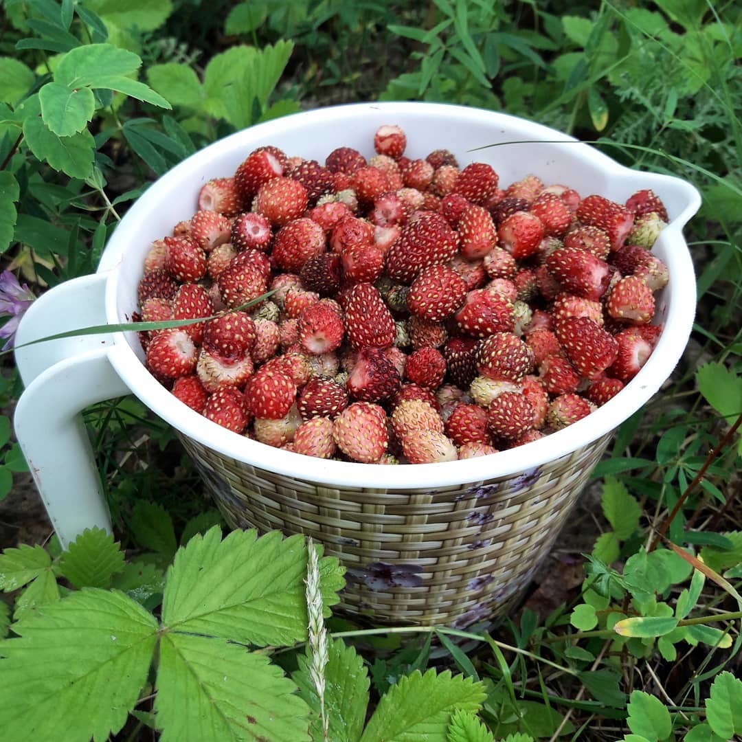 Земляника, жимолость, морошка и подберезовики: якутяне показывают, сколько насобирали грибов и ягод