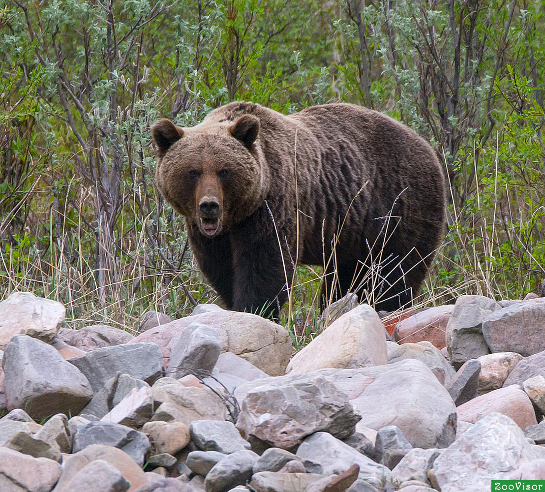 В Якутии увеличивается численность бурых медведей