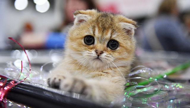 В ДФО количество случаев жесткого обращения с животными возросло на 250%