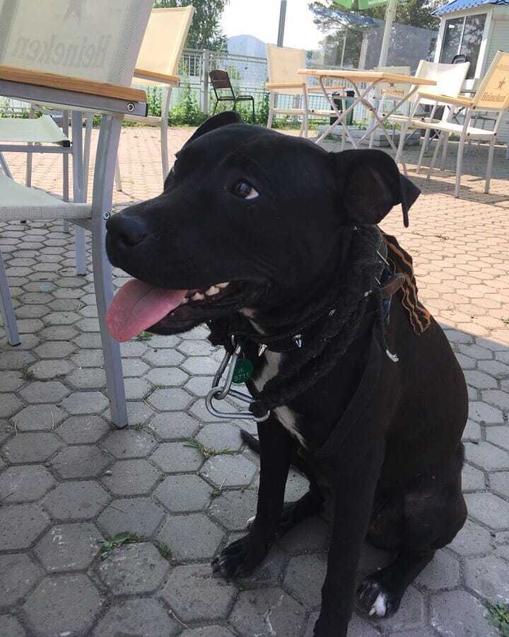 Зоозащитники обвинили якутского путешественника, в том что он бросил собаку по кличке Жара