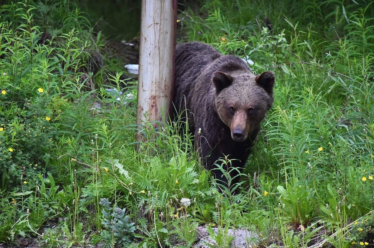 36543857_1662532343795764_7718788028914728960_o