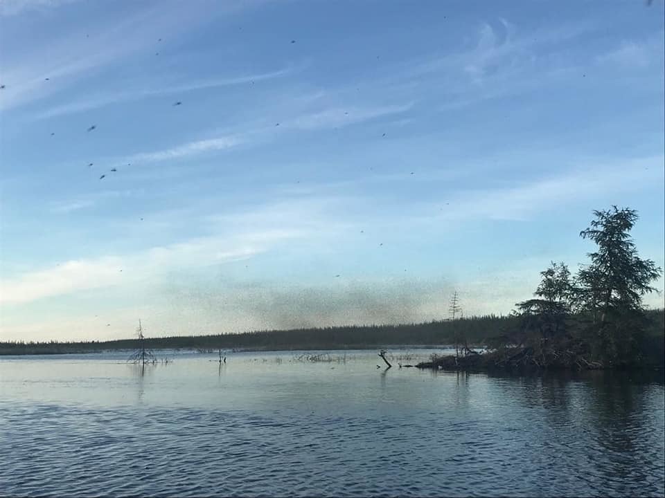 37098481_1771386739611560_8216389028430217216_n