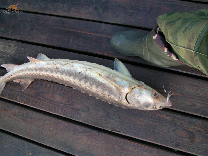 Следком проводит проверку по отравлению жителей Олекминского района