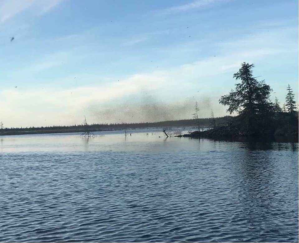 Фотофакт: Тучи комаров в Якутии приняли за клубы дыма