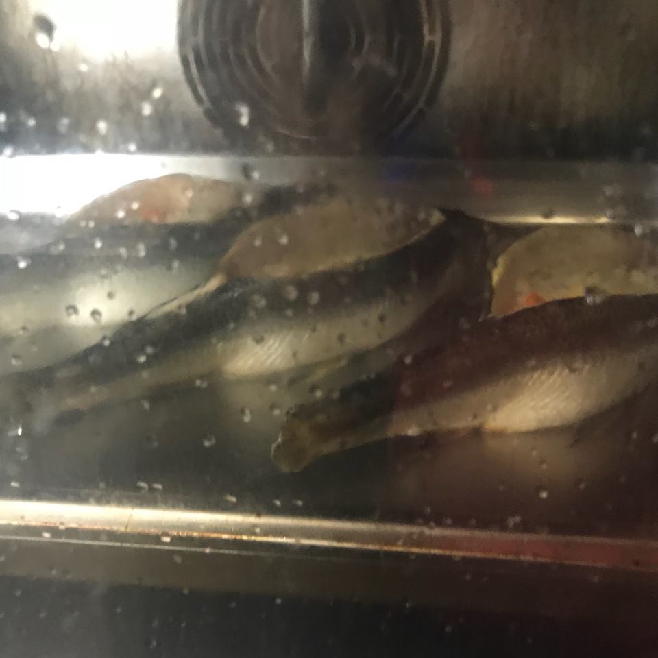 38012336_1908064779253146_665150405331648512_n