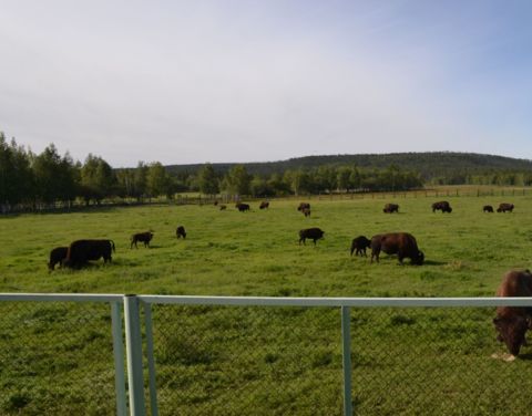 Иностранные туристы познакомились с якутскими бизонами в питомнике «Усть-Буотама»