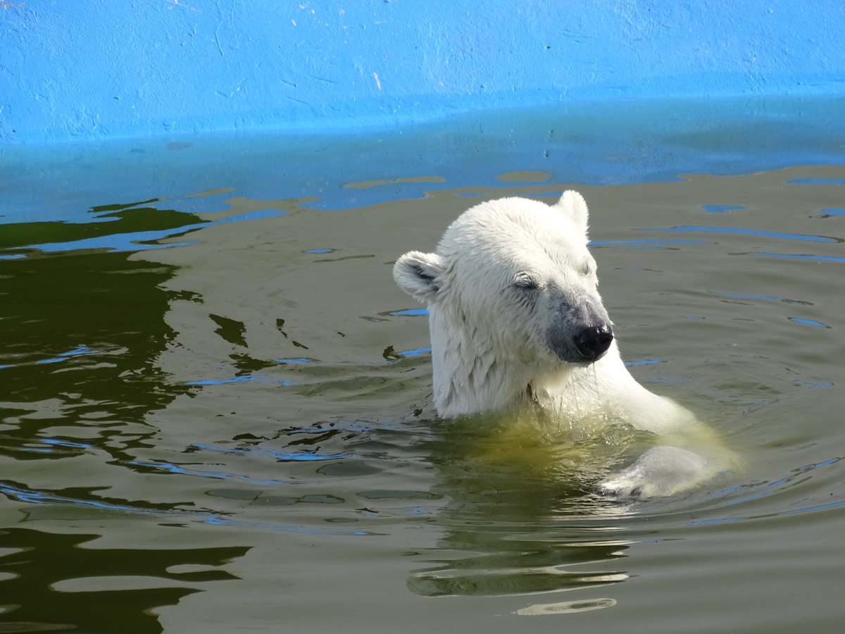 У белых медведей Колыманы и Ломоносова появились новые игрушки