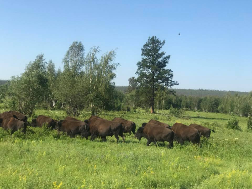 "Скоро у нас будут гулять не только бизоны, но и мамонты"