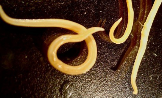 Черви с Колымы ожили после 30 тысяч лет спячки