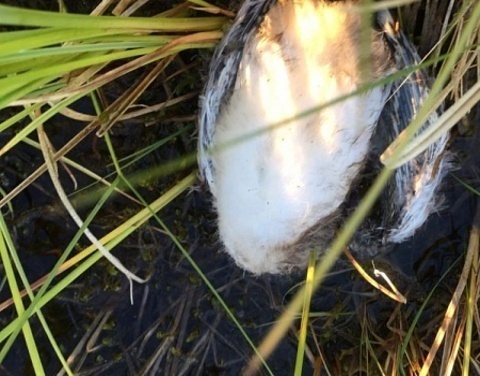 Ветеринарная служба Верхоянского улуса выехала на место массовой гибели птиц