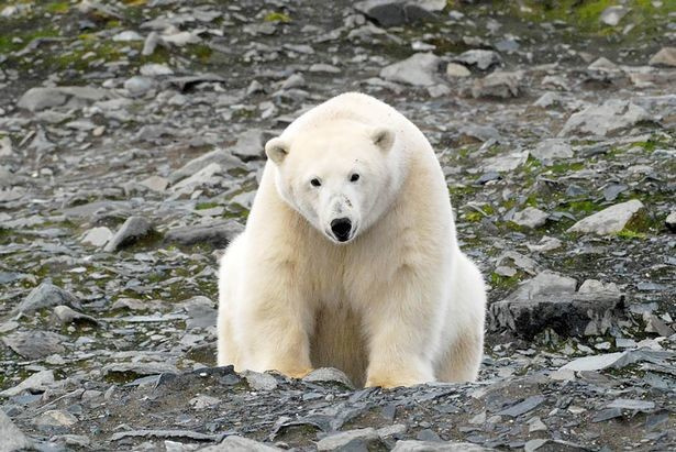 В Якутии белый медведь поборолся с учёными за ногу мамонта возрастом 50 тыс. лет