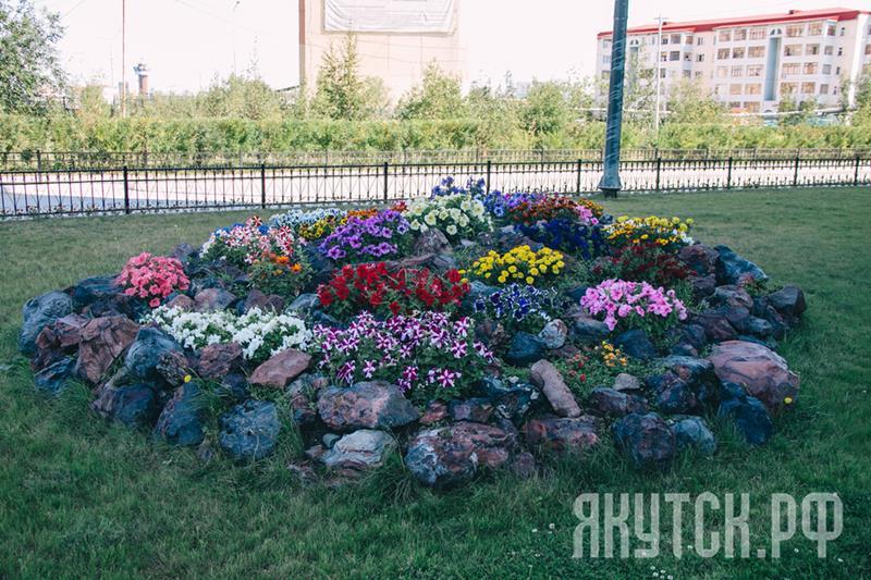 Цветущий Якутск: миллион цветов столицы