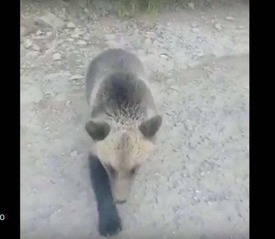 На окраине Нерюнгри медведь бросился на человека (видео)