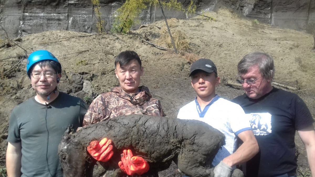 Сенсационная находка: Ученые СВФУ раскопали тушу жеребенка ископаемой лошади