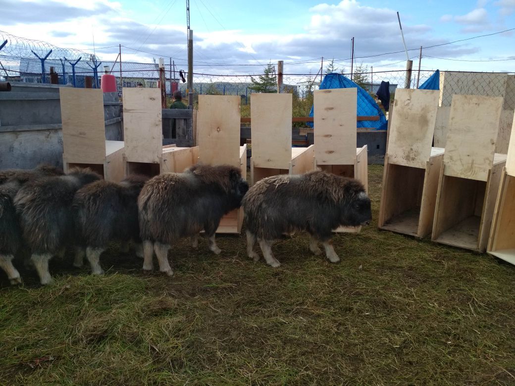 Завершилась акция по поставке овцебыков из Якутии в Магаданскую область
