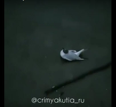 В Якутии на речке Тюкян обнаружены парализованные чайки (видео)
